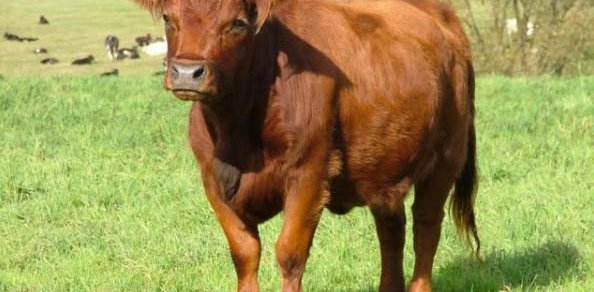 Fischer Iván: A Vörös Tehén című operája, amelyben hangok keverednek, nem hazugságok